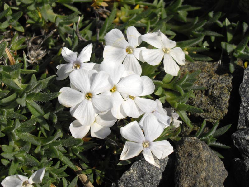 Phlox kelseyi photo